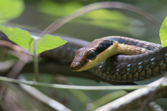 Dendrelaphis ngansonensis