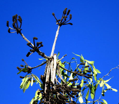 Cussonia spicata