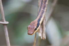Dendrelaphis ngansonensis