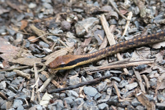 Dendrelaphis ngansonensis