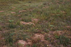 Ammocharis longifolia