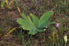 Ammocharis longifolia