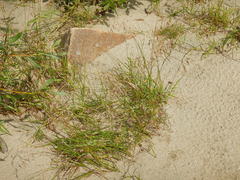 Bromus pumpellianus
