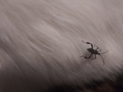 Leptoglossus clypealis