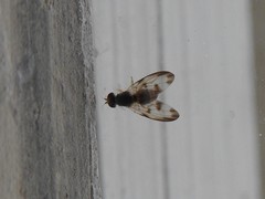 Palloptera umbellatarum