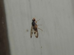 Palloptera umbellatarum