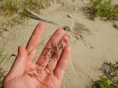 Bromus pumpellianus