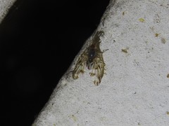 Palloptera umbellatarum