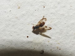 Palloptera umbellatarum