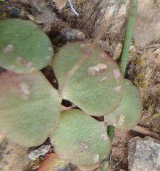Crassula umbella