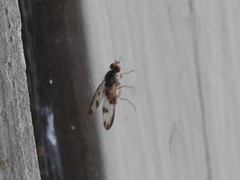 Palloptera umbellatarum