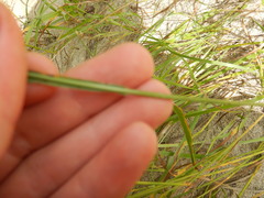 Bromus pumpellianus