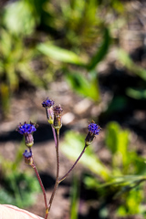 Senecio variabilis