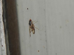 Palloptera umbellatarum