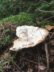 Calcipostia guttulata