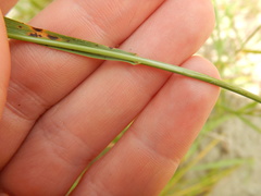 Bromus pumpellianus