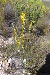 Aspalathus acanthes