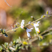 Smallflower Sagebush - Photo (c) graham_g, some rights reserved (CC BY-NC)