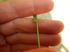 Bromus pumpellianus