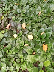 Ajuga reptans
