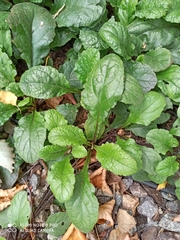 Ajuga reptans