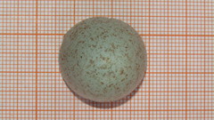 Zonotrichia capensis