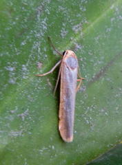 Sozusa scutellata
