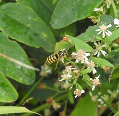 Dolichovespula arenaria