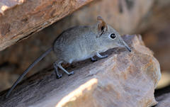 Elephantulus myurus