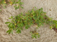 Trifolium eximium