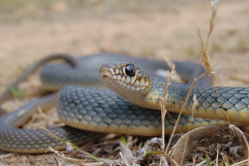 Caspian Whipsnake