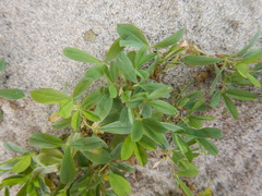 Trifolium eximium