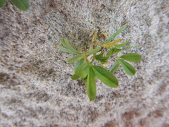 Trifolium eximium