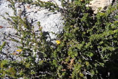 Aspalathus biflora biflora