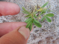 Trifolium eximium