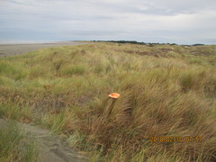 Porrhothele