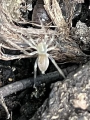 Araneae