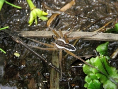 Dolomedes fimbriatus