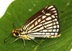 Metisella willemi