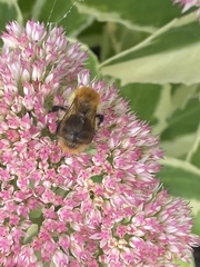 Bombus