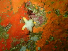 Callopatiria formosa