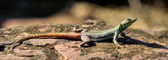 Platysaurus intermedius rhodesianus