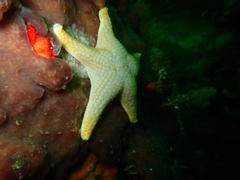 Callopatiria formosa