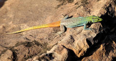 Platysaurus intermedius rhodesianus