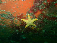 Callopatiria formosa