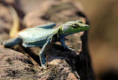 Platysaurus intermedius rhodesianus