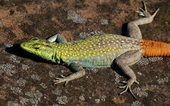 Platysaurus intermedius rhodesianus