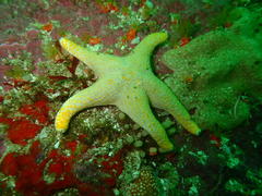 Callopatiria formosa