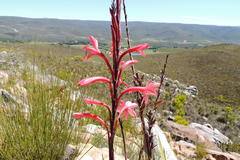 Watsonia fourcadei