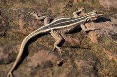 Platysaurus intermedius rhodesianus